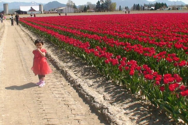 Tulip Festival at Skagit Valley ,La Conner and Deception Pass - Photo 1 of 7